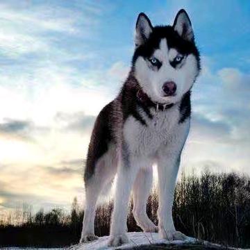 大竹民间救助（辉儿）