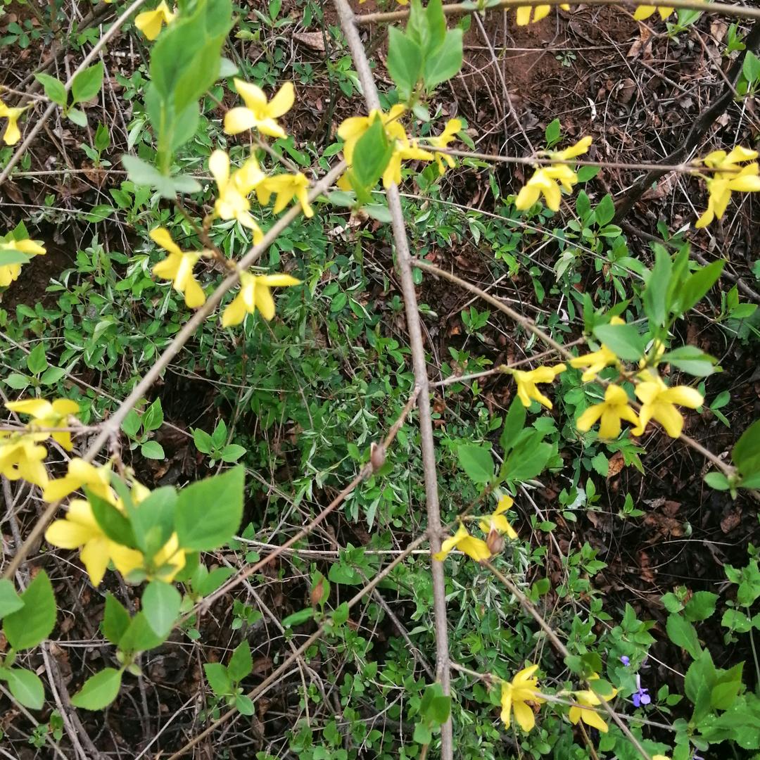 卢翘红连翘茶杨献民