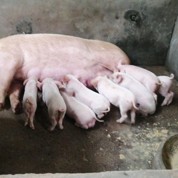 山里面放养牛猪哥