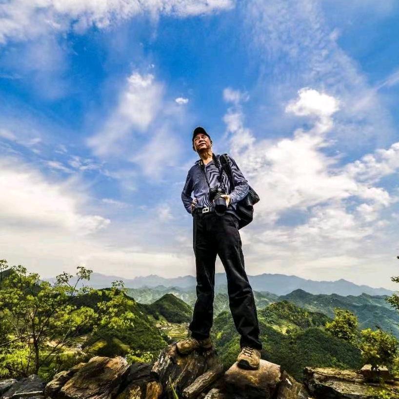 秦巴柏树