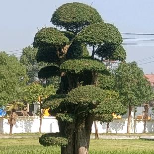 顺风顺水