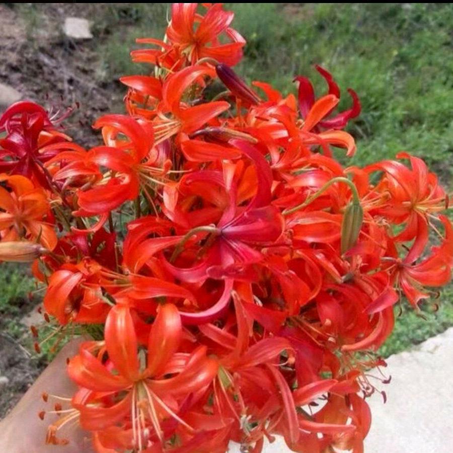 芬