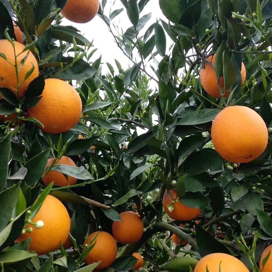 渝你湘奉