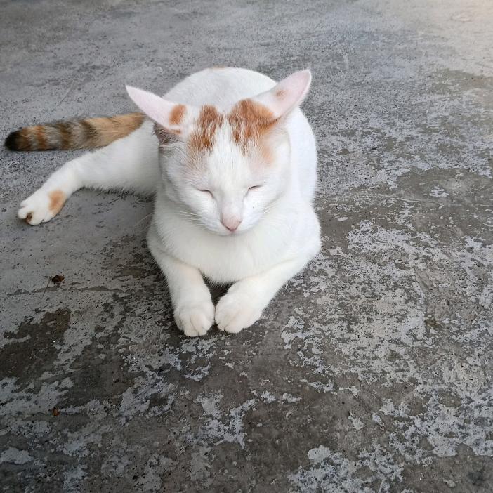 繁星不及你倾城