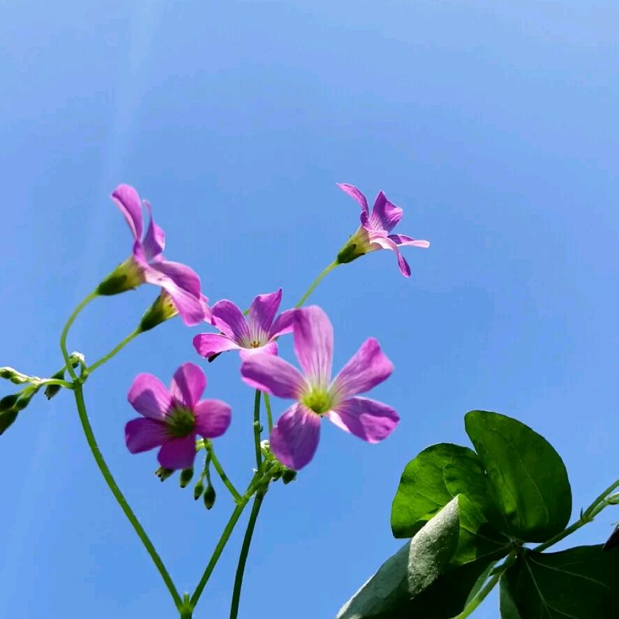 明天会更好-