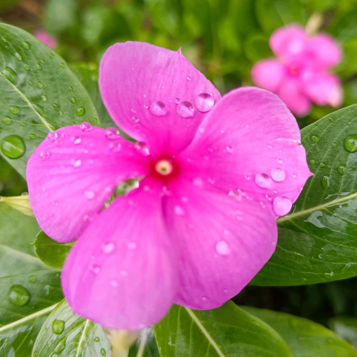 雨滴芬芳（拒绝连赞）