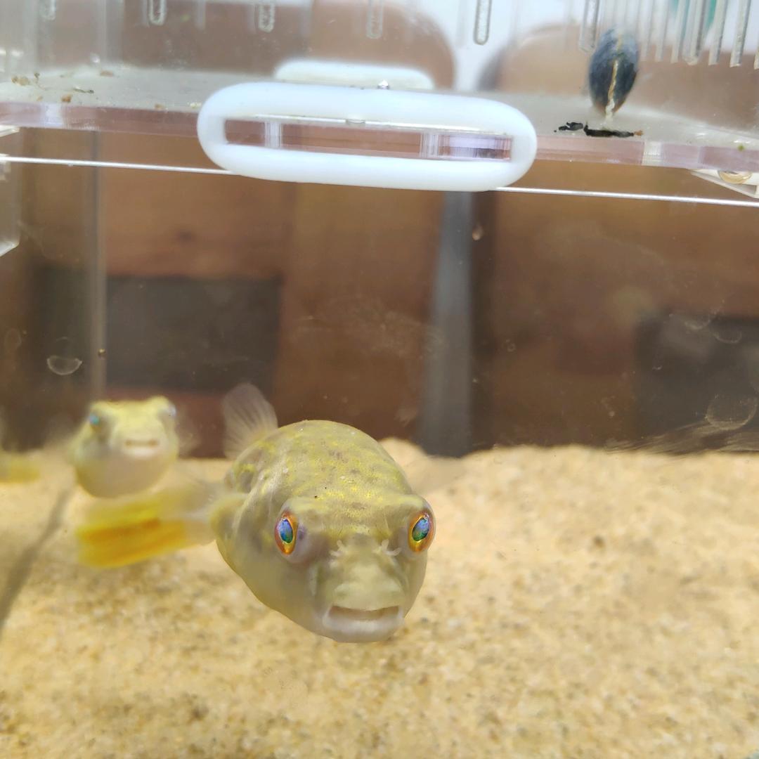 小欠鱼🐟