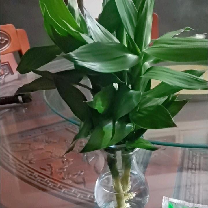 永不放弃