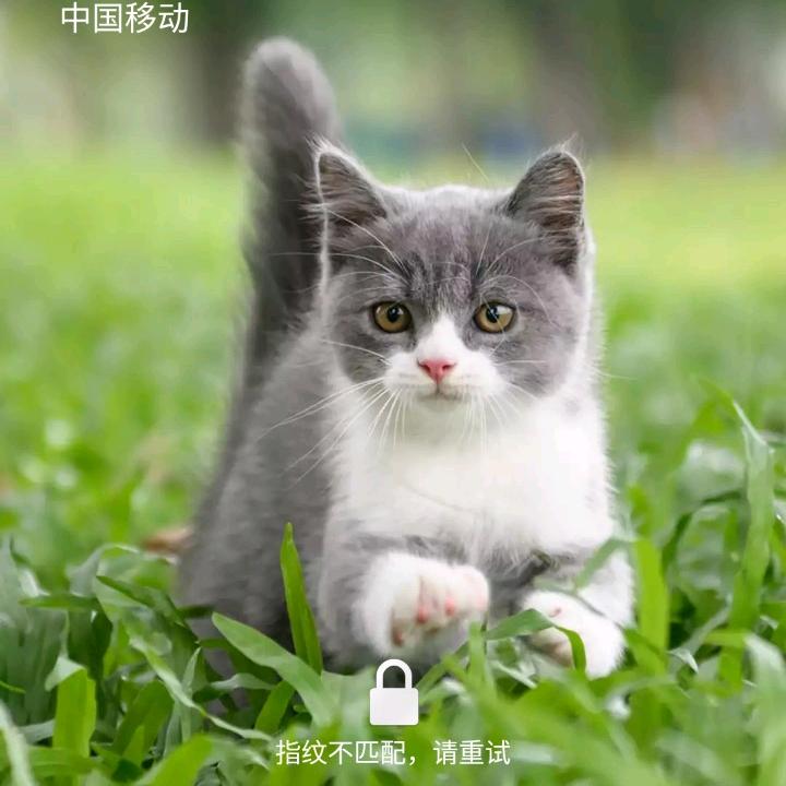 齐