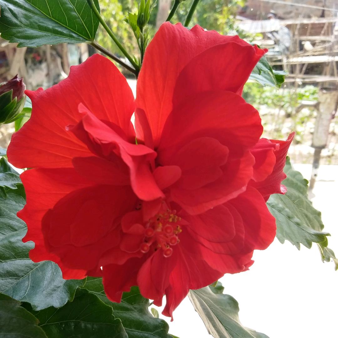 蝴蝶