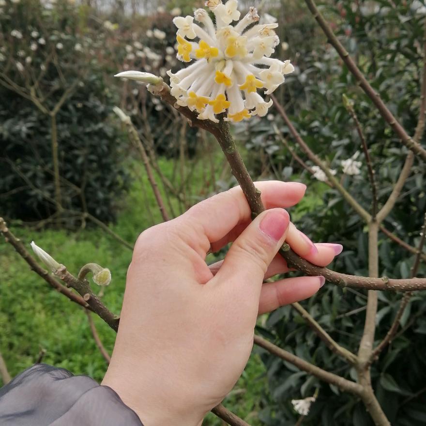 开心果果
