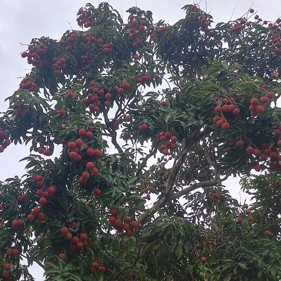 喜欢棘鰆的小准帝头像