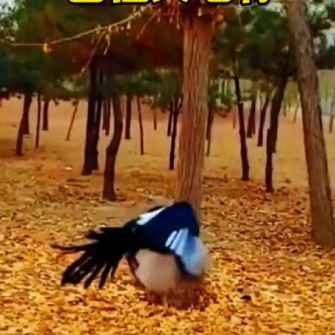 花开花落花儿飞飞