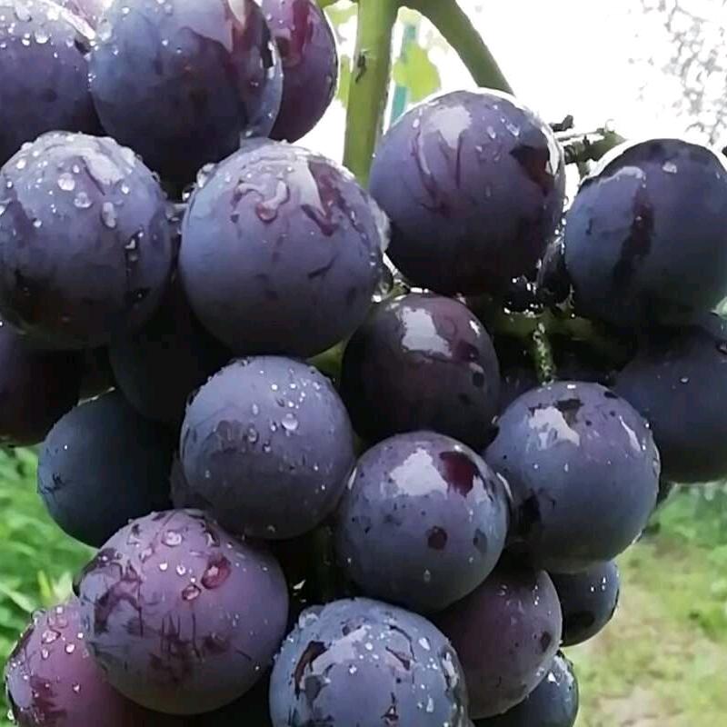 绥德：水果采摘园