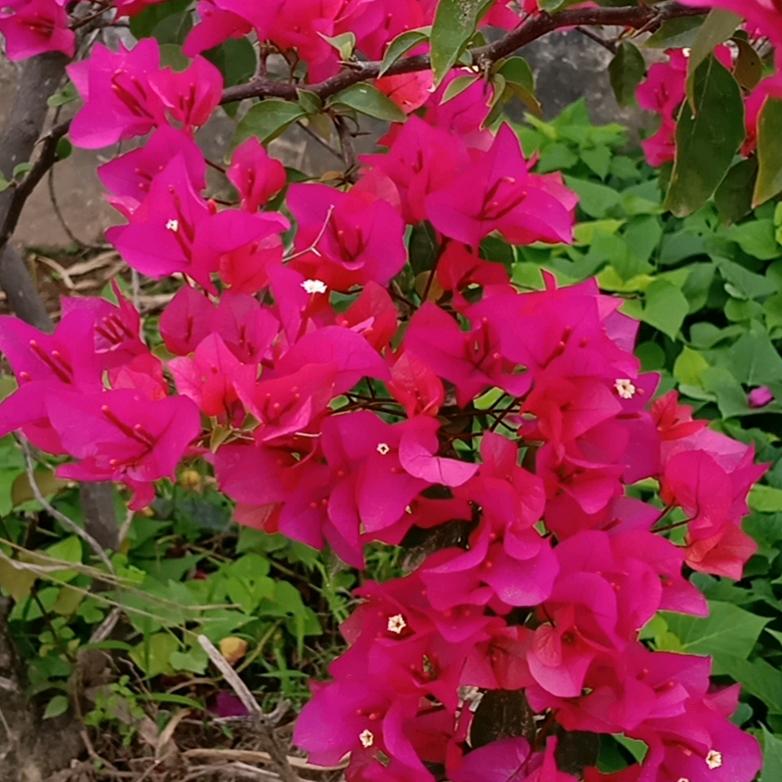 情己停机，爱也欠费