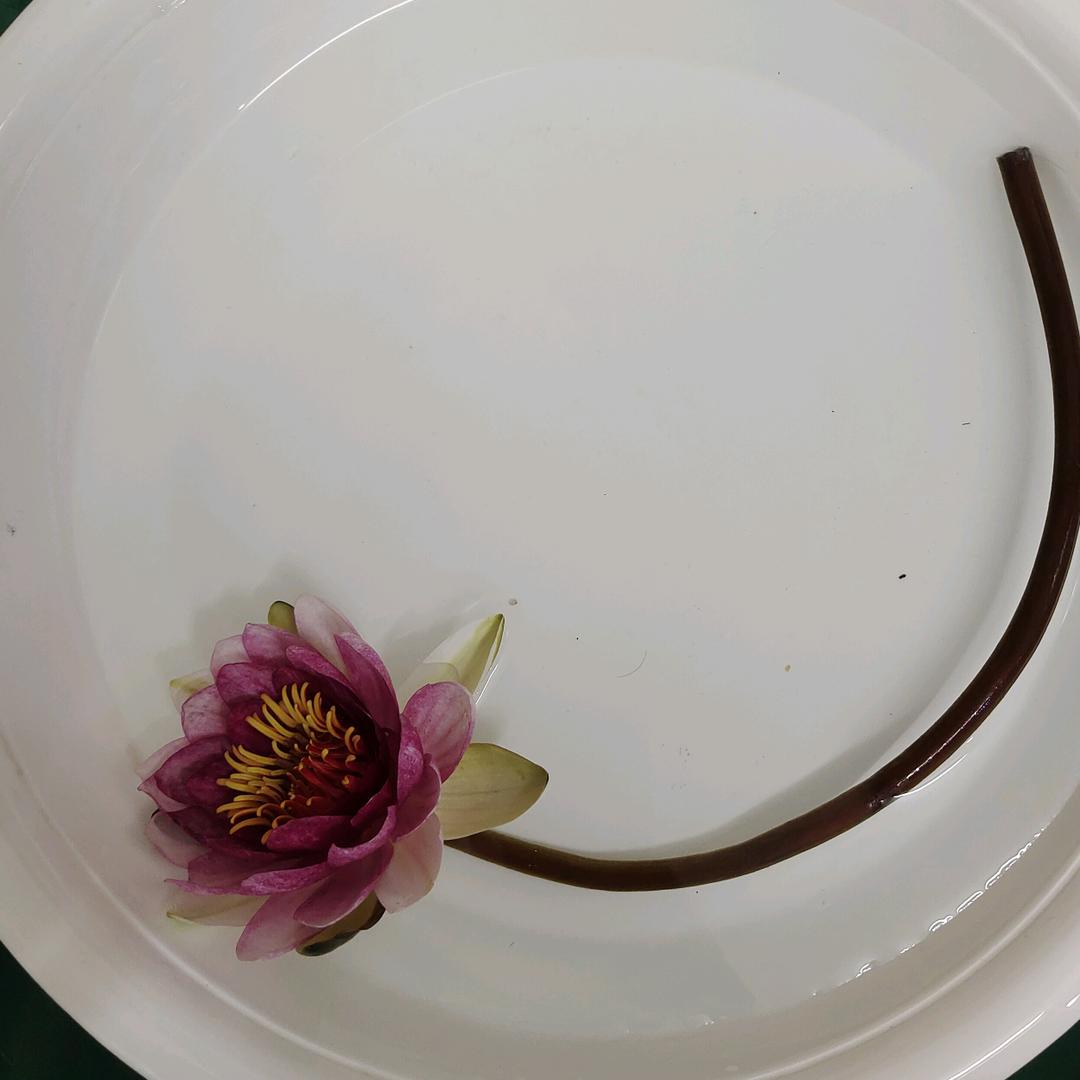 佰荷