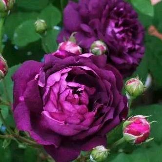 人生有许多无奈