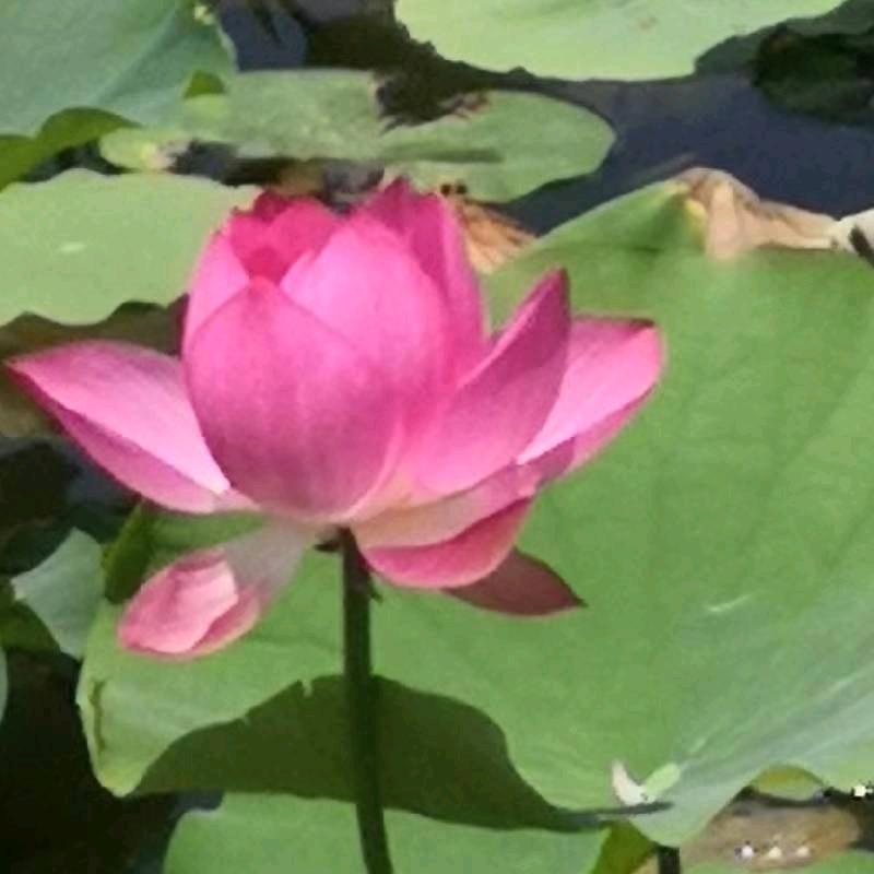 我现在没家，好想家