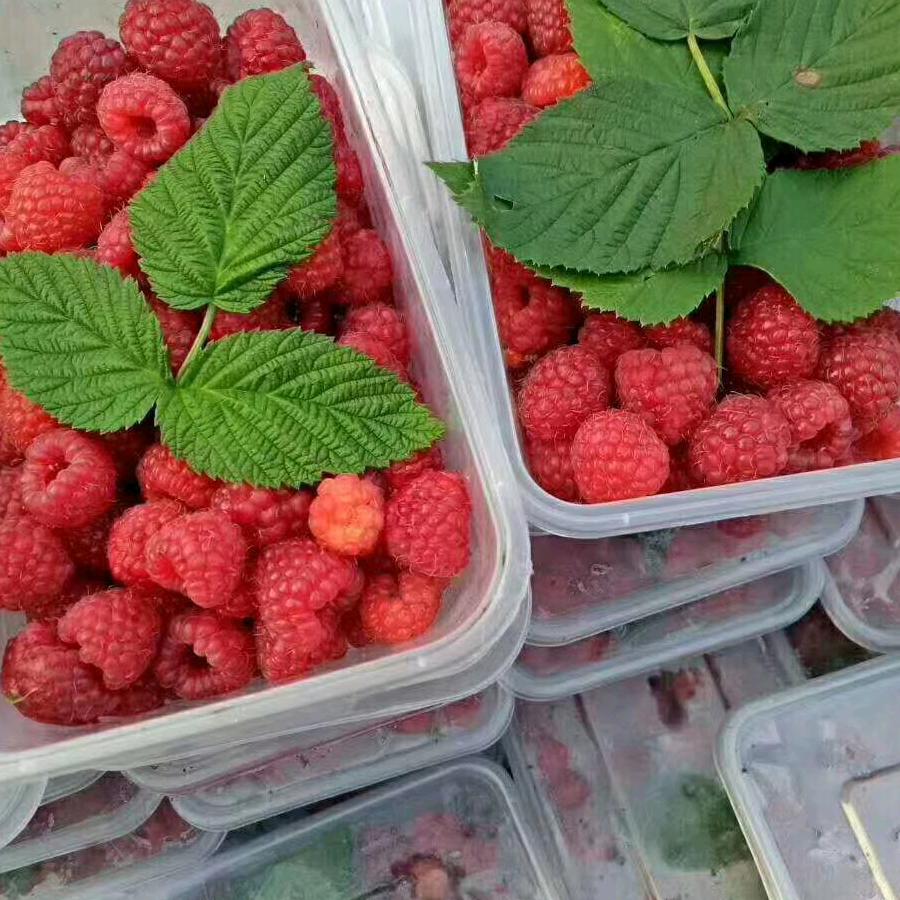 农村王红就是我