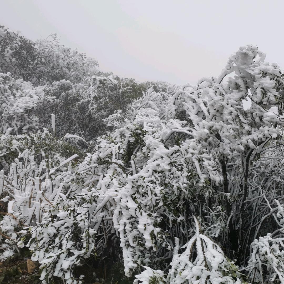 雪萧繁星