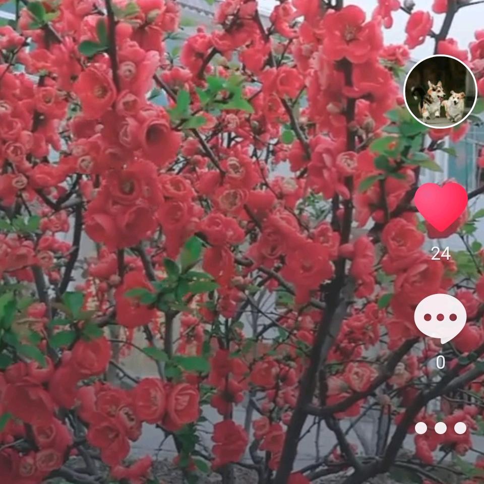 花好月园
