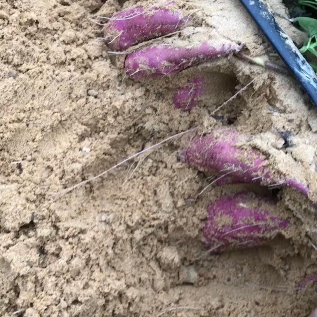 阿弟种地瓜小哥