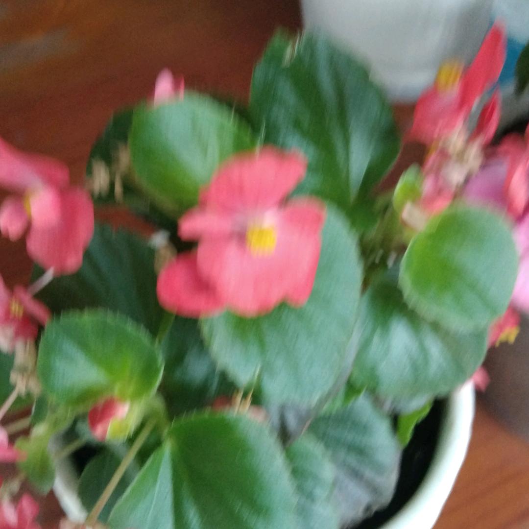 LING玲
