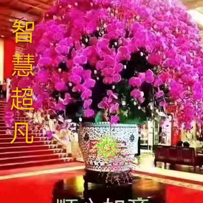 清晰（多音大象妈17点直播）