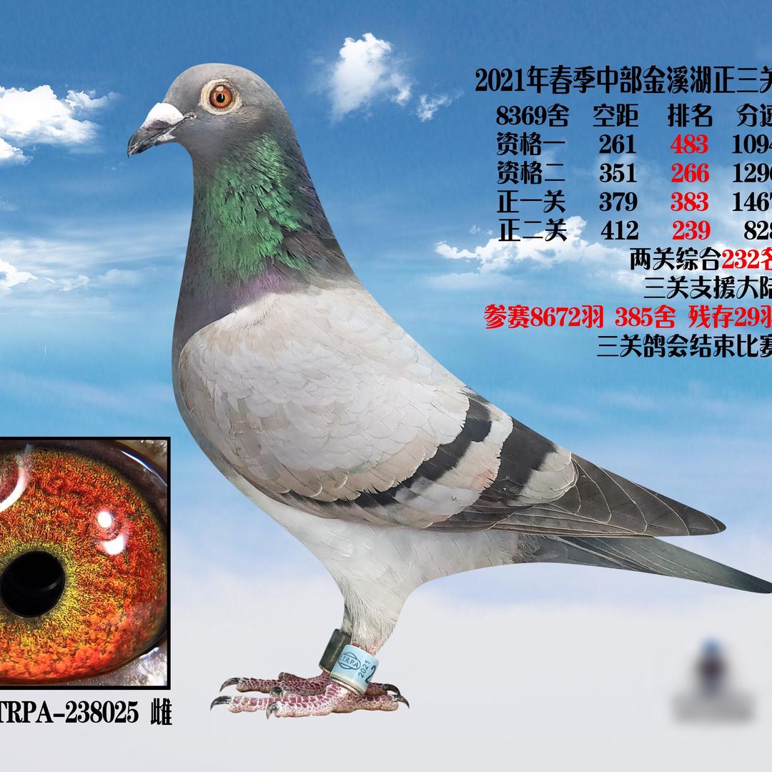 A佳台鸽