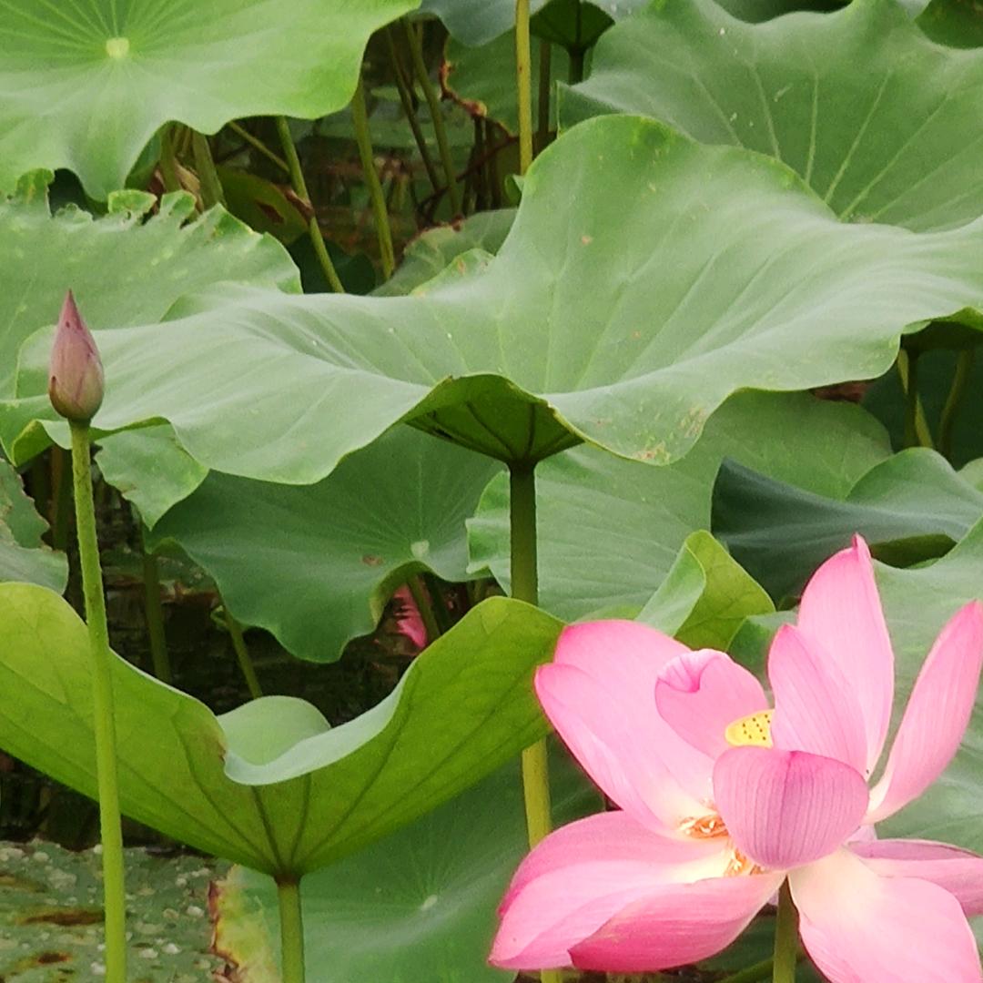 荷香满塘（我为非遗代言）