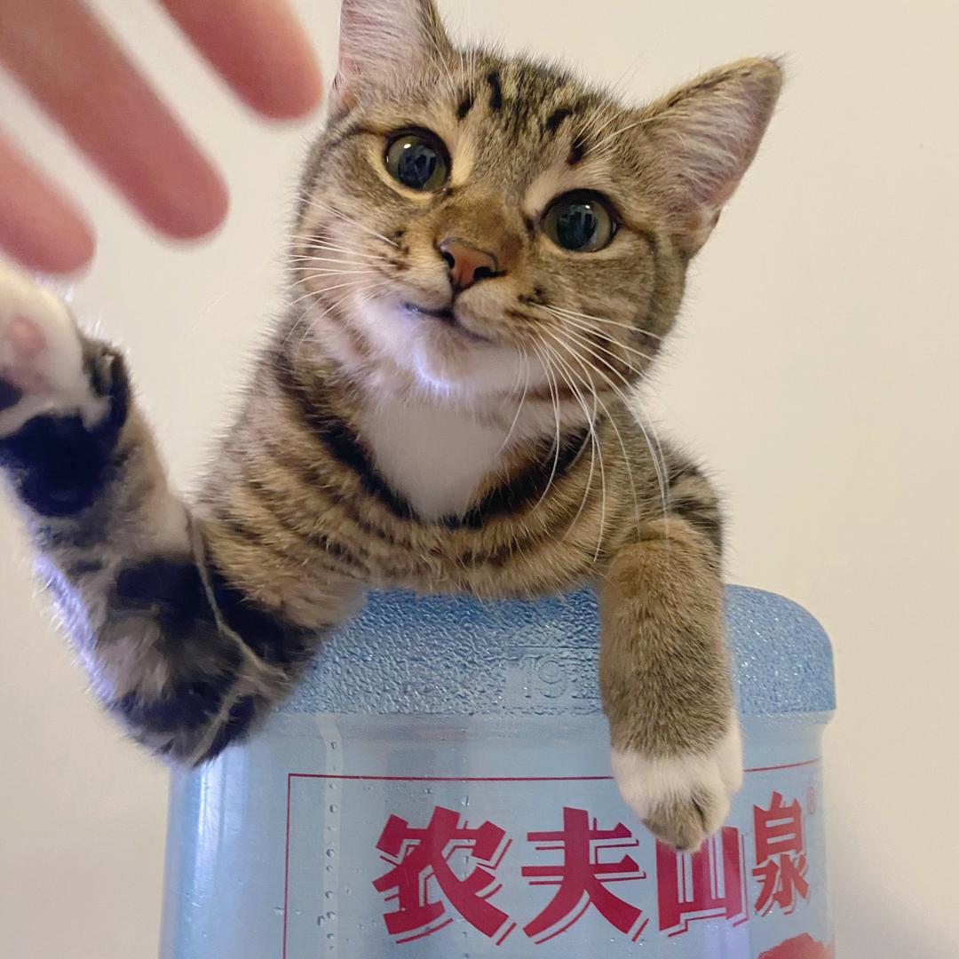 硕大的萝莉