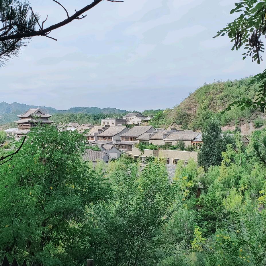 杏林一颗树