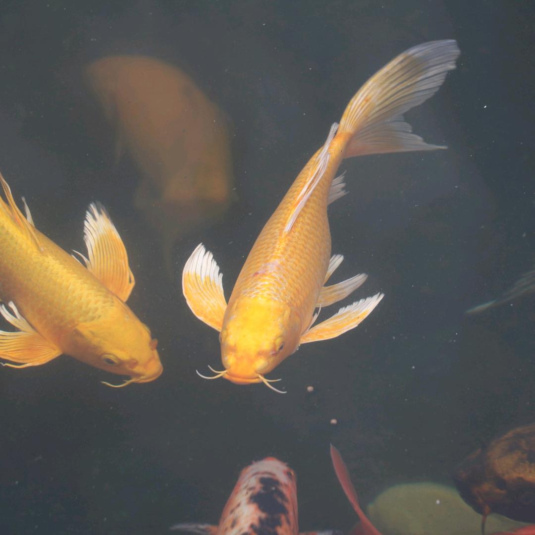 五征农用车-湘鄂业务经理陈来建