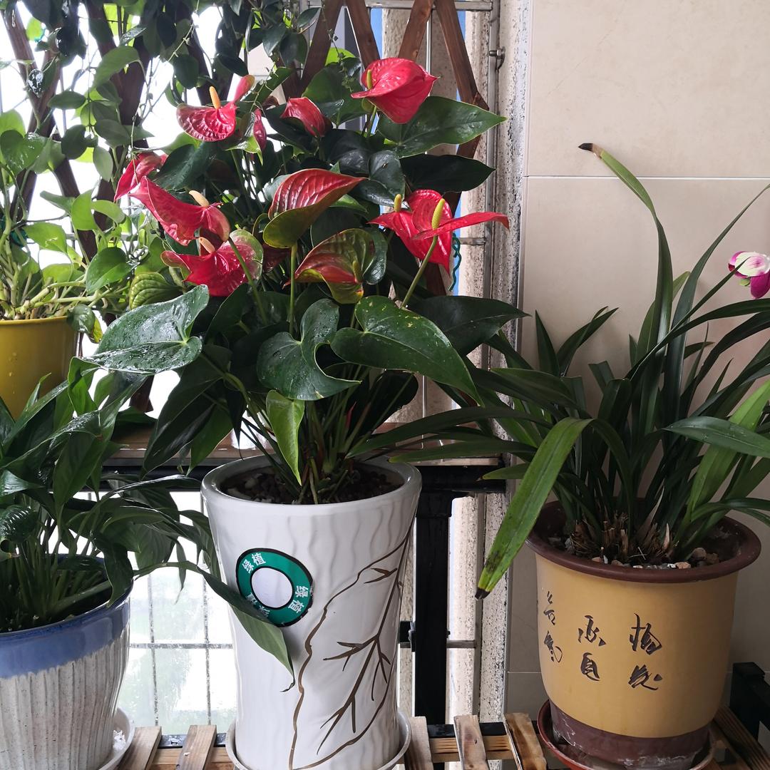 飞花雪
