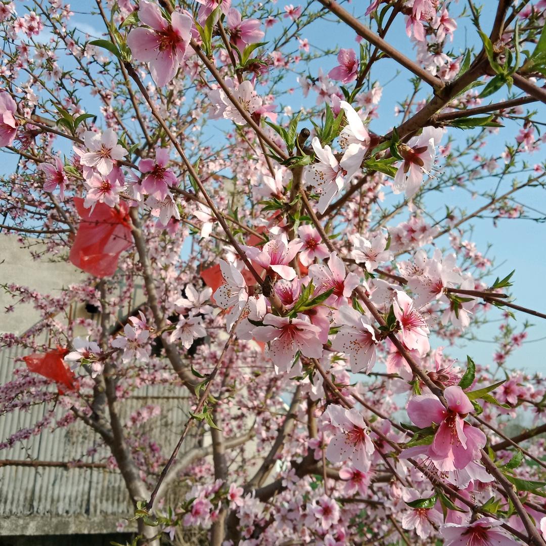 秀芝
