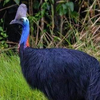 鹦鹉养殖场河北公司、河南分公司