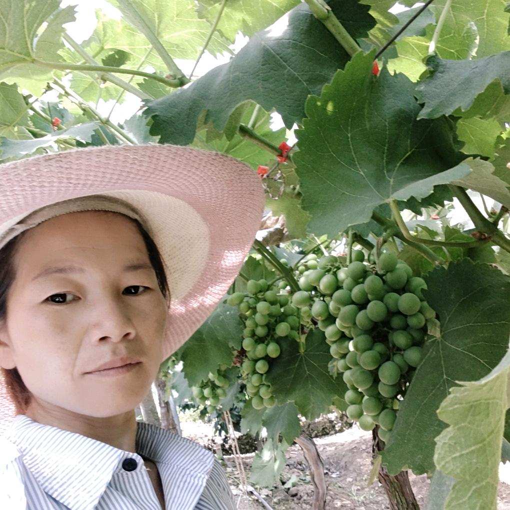 贺家葡萄园（谢绝连赞）