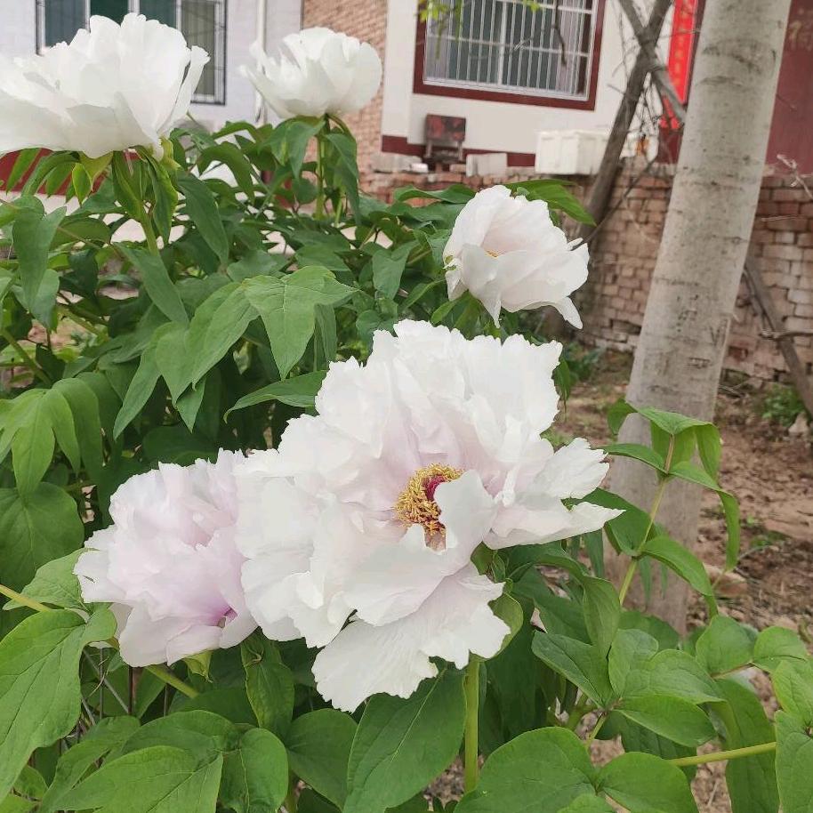 ♥木秀于林♦