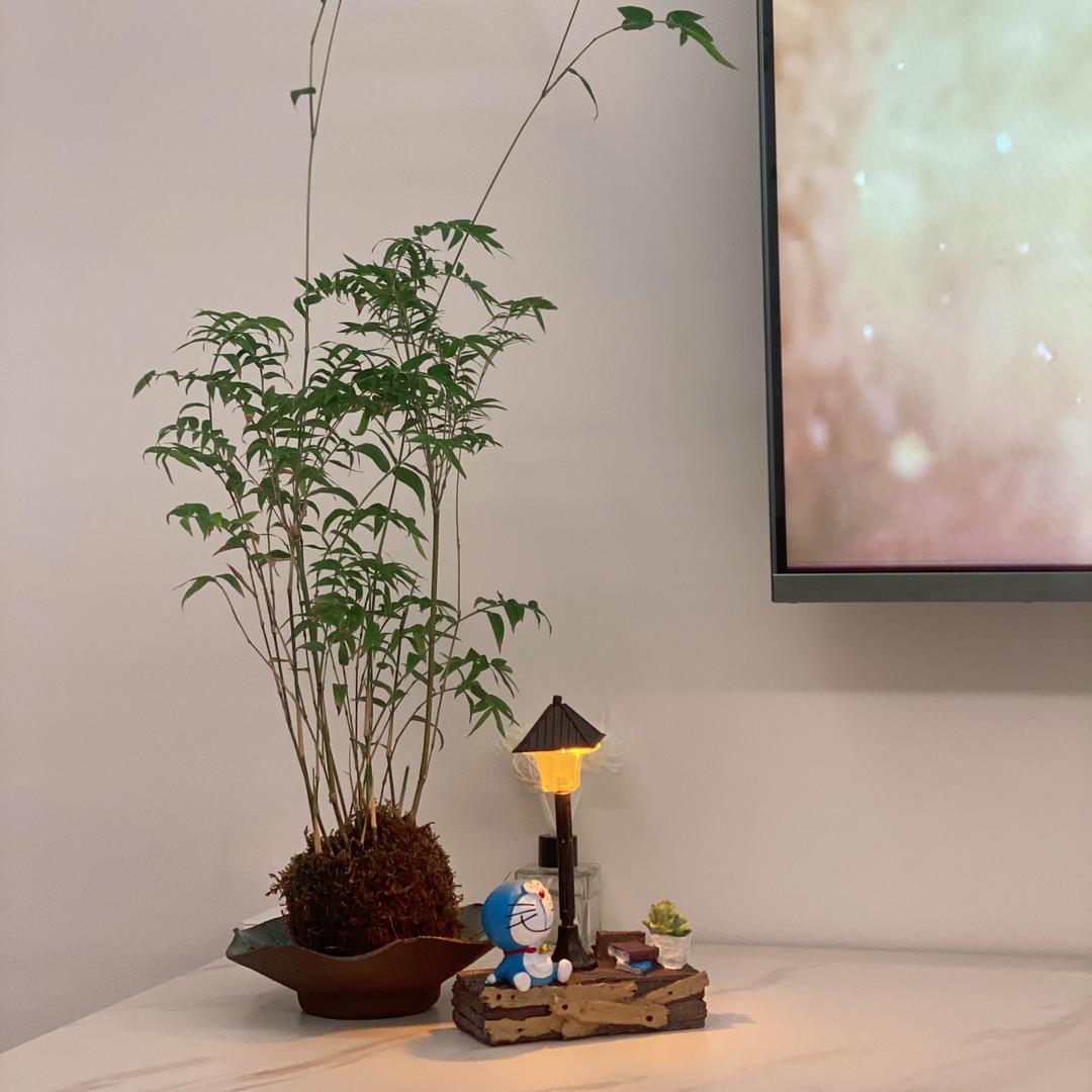 水木三秋绿植花卉店