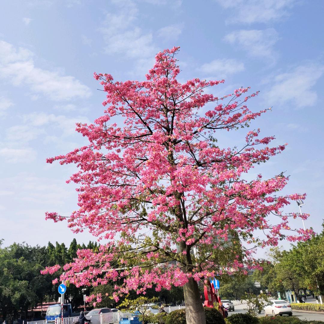 ヽ(✿繁花盛开ﾟ▽ﾟ)ノ快乐常在