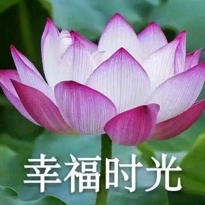 云朵里的棉花糖