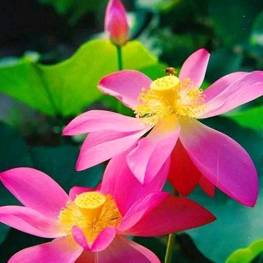 我爱我的家，更爱我的他