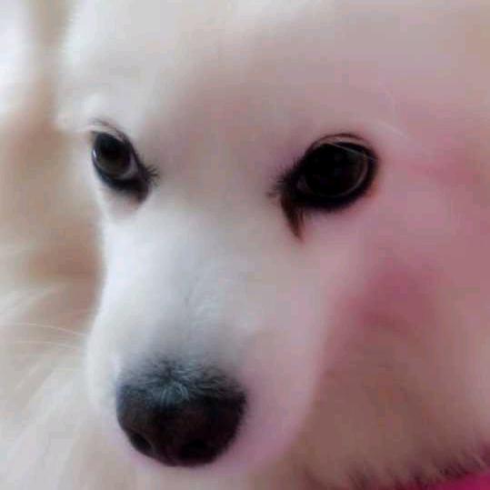 本帮草头A