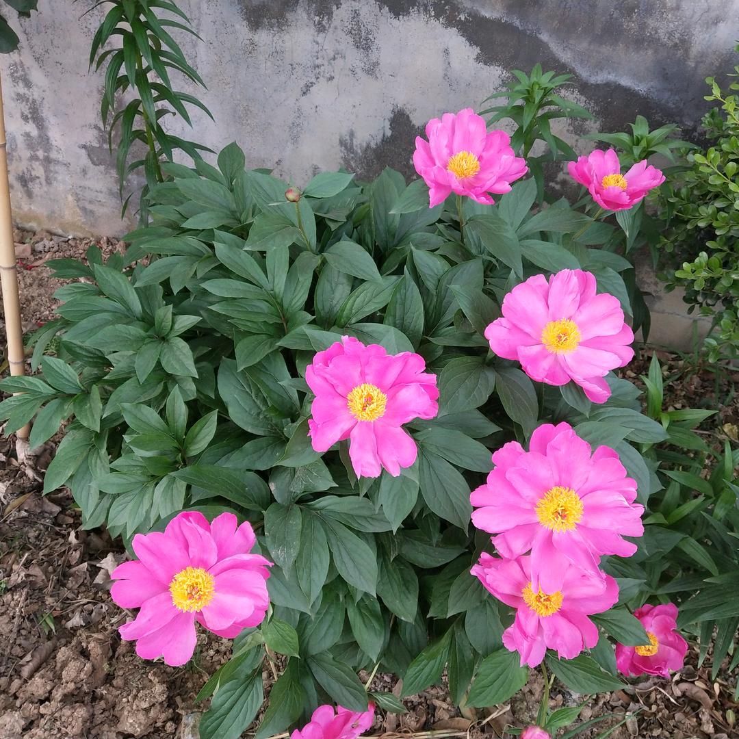 四月花开