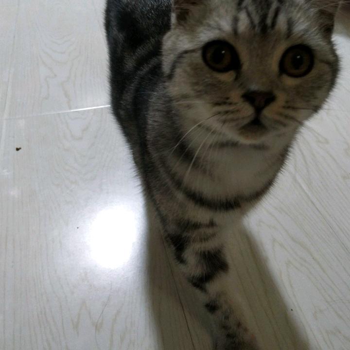 加菲猫