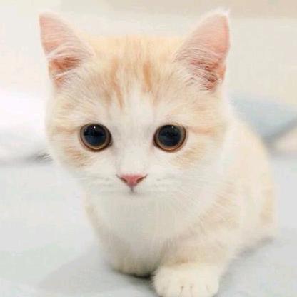 山猫王子