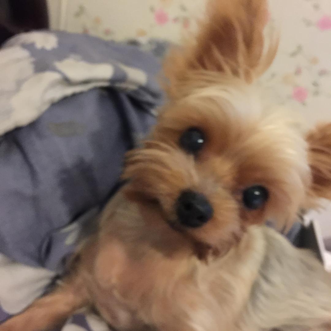 小怪物