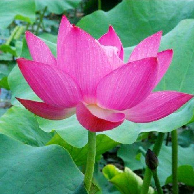 青姐（二掌柜炒鸡）