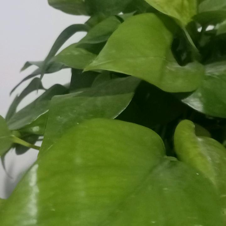 贝贝兰兰