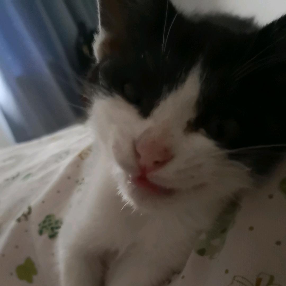 小猫黛素
